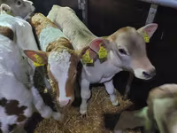 Bou, Simmental cattle — foto 3