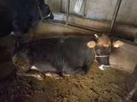 Vacă, Bovine — foto 2