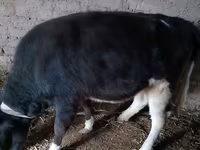 Lembu ternakan (lot, jantina tidak dinyatakan), Russian Black pied cattle — foto 4