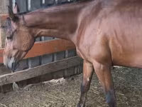 Klisna, French Trotter — foto 3