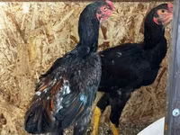 Chickens — fotografija 7
