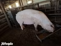 Scrofa, Дюрок — foto 2