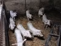 Schweine (Partie, Geschlecht nicht angegeben), Schweine — Foto 4