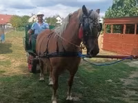 Kuda betina, Horses — foto 4