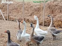 Geese — عکس 4
