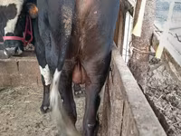 Bull, Russian Black pied cattle — photo 8