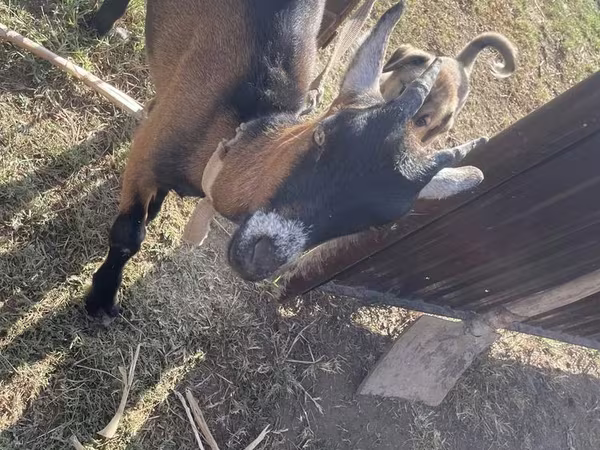 Cabra, Alpine goat