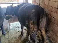 பசு, ஹெரெஃபோர்ட் — புகைப்படம் 3