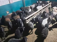 Ram, Schapen — foto 2