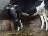 گاو ماده, Russian Black pied cattle — عکس 3