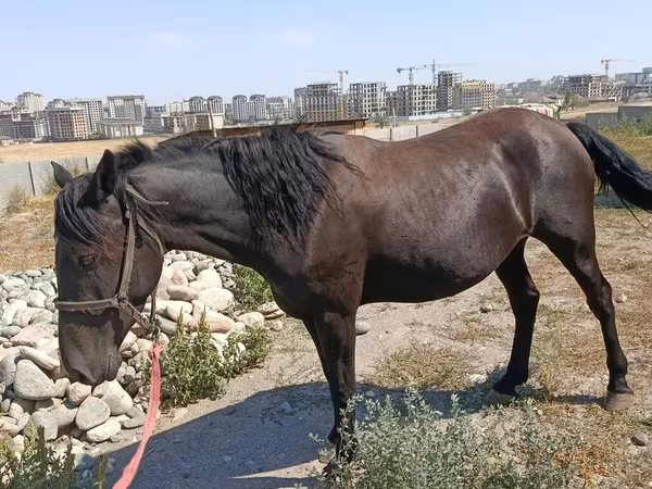 Mare, Skyros Pony — Kyrgyzstan