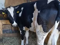 Krava, Russian Black pied cattle — fotografija 1