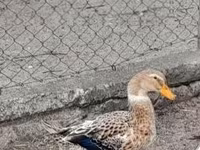 Ducks — 1-сурет