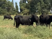 Vaca, Aberdeen-Angus — foto 6