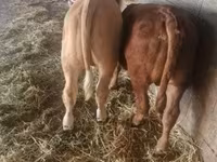 Bik, Charolais cattle — fotografija 3