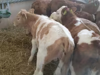 Buqa, Simmental cattle — 3-rasm