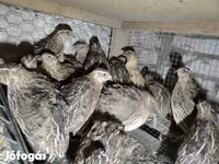Quails — zdjęcie 3