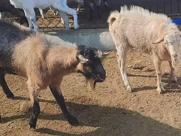 Cabro, Saanen goat