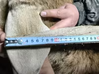 قوچ, Arashan sheep — عکس 5
