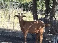 公山羊, Goats — 照片 6