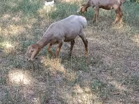 Beran, Hissar sheep — foto 5