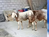 مینڈھا, Rhon sheep — تصویر 3