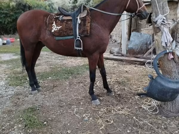Horse (M), Thoroughbred horse