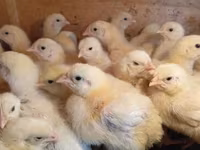 Chickens — ፎቶ 2