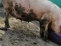 Sow, Pigs — photo 2