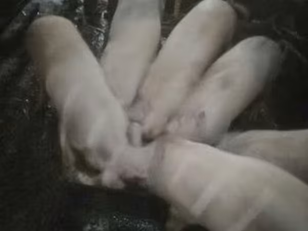 خوک (گروه، جنسیت مشخص نشده), Крупная белая