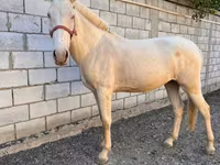 گھوڑی, Akhal-Teke — تصویر 5