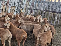 قوچ, Arashan sheep — عکس 4