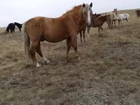 Азаргагүй морь, Horse breed — 1 зураг