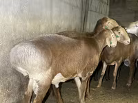 मेढ़ा, Arashan sheep — फ़ोटो 2
