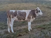 Bò cái, Gia súc — ảnh 2