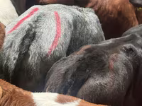 Cattle (batch, sex not specified), Cattle — photo 5