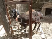 Kos, Arashan sheep — 3. fotó