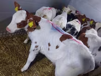 سانڈ, Simmental cattle — تصویر 5