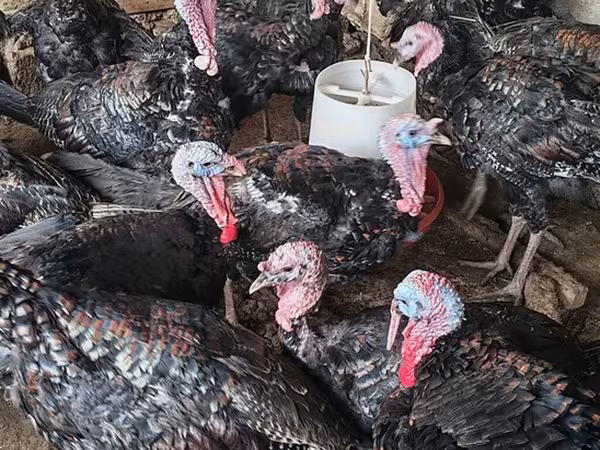 Turkeys