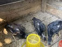 Chickens — foto 1