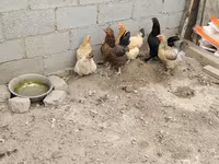 Chickens — عکس 2