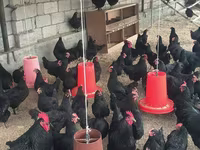 Chickens — Foto 3