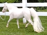 Stute, Miniature horse — Foto 4