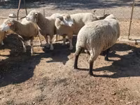 Carnero, Ile-de-France sheep — foto 3