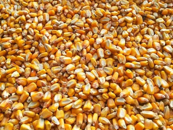 Cumpar 10 tone de graunta in saci aduse acasa cu 3 lei/kg