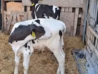 Bulle, Russian Black pied cattle — Foto 7