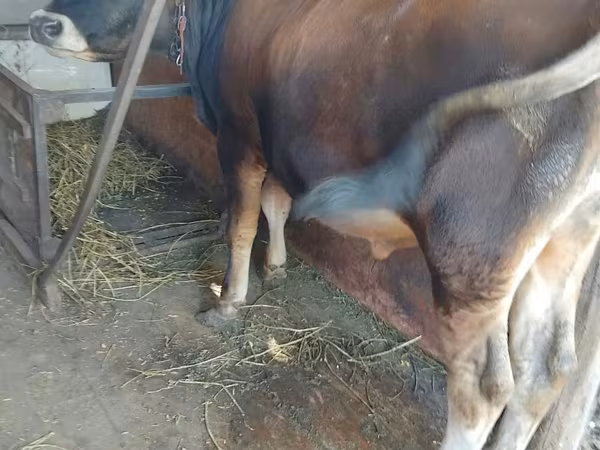 سانڈ, جرسی نسل