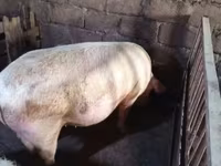 Säue, Schweine — Foto 4