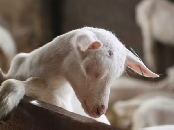 თხა, Saanen goat