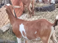 Буз, LaMancha goats — акс 3